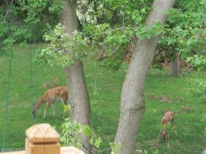 345 W Walnut St, Stanton, MI 48888 photo 4
