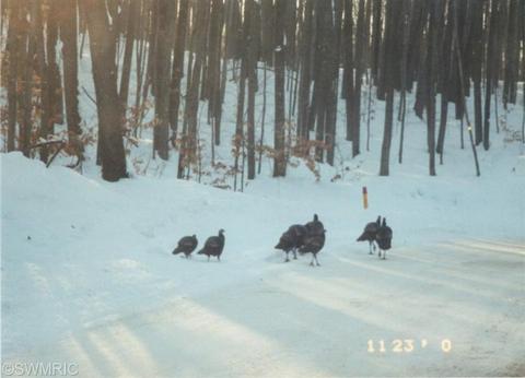 5208 E 2 Mile Rd, White Cloud, MI 49349 photo 17