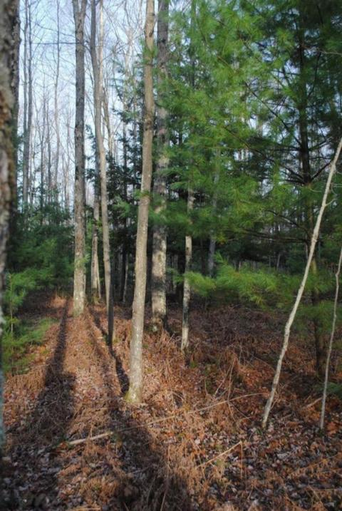 5208 E 2 Mile Rd, White Cloud, MI 49349 photo 20