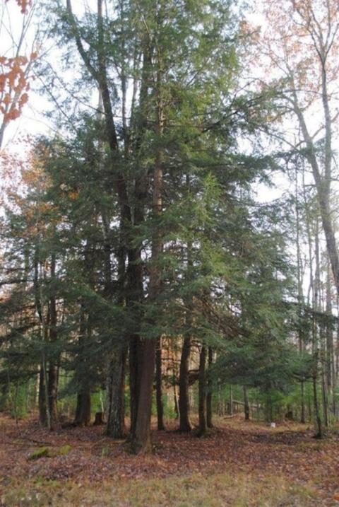 5208 E 2 Mile Rd, White Cloud, MI 49349 photo 4