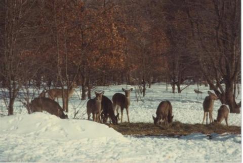 5208 E 2 Mile Rd, White Cloud, MI 49349 photo 7