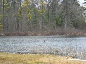 876 W Oak St, Bitely, MI 49309 photo 2