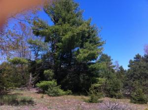 14107 Erdman, Arcadia, MI 49613 photo 15