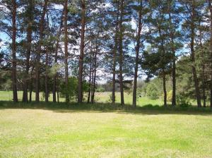 10529 S River Rd, Evart, MI 49631 photo 6