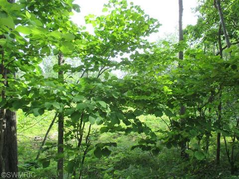 1025 E 16 Mile Rd, Bitely, MI 49309 photo 12