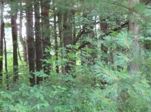 1573 E James St, White Cloud, MI 49349 photo 19