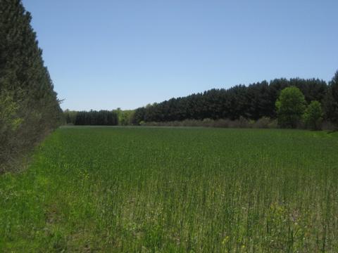 4585 N Spruce Ave, White Cloud, MI 49349 photo 4