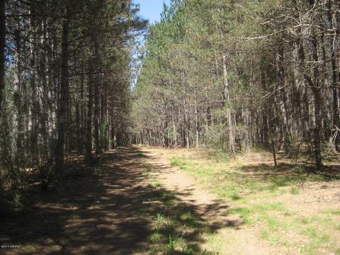 4585 N Spruce Ave, White Cloud, MI 49349 photo 31