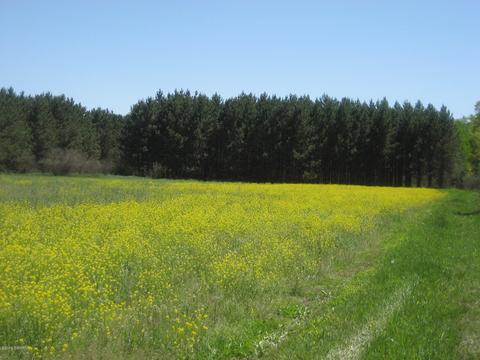 4585 N Spruce Ave, White Cloud, MI 49349 photo 27