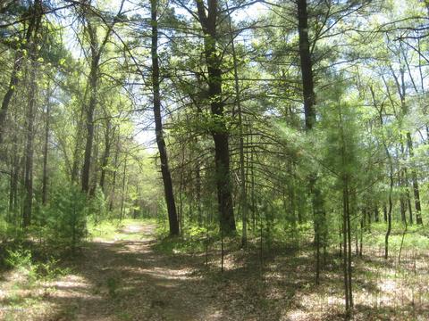 4585 N Spruce Ave, White Cloud, MI 49349 photo 15