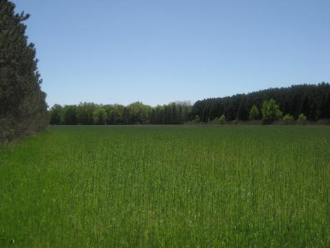 4585 N Spruce Ave, White Cloud, MI 49349 photo 5