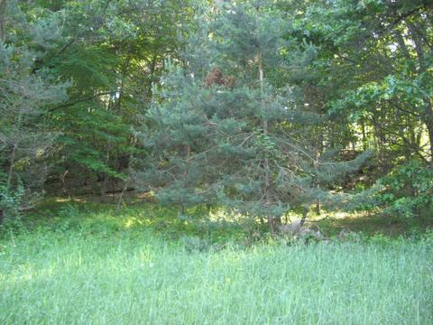 1018 Conservation Ct NE, Ada, MI 49301 photo 13