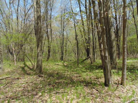1900 N Elm Ave, White Cloud, MI 49349 photo 7