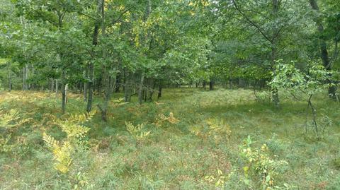 5710 E Barothy Rd, Custer, MI 49405 photo 17