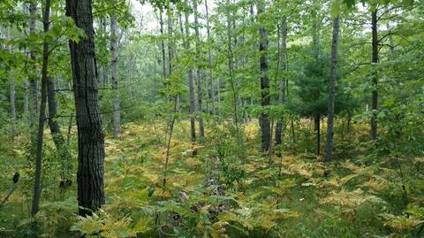 5710 E Barothy Rd, Custer, MI 49405 photo 4