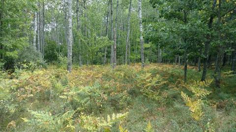 5710 E Barothy Rd, Custer, MI 49405 photo 16