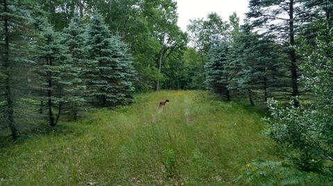5710 E Barothy Rd, Custer, MI 49405 photo 7
