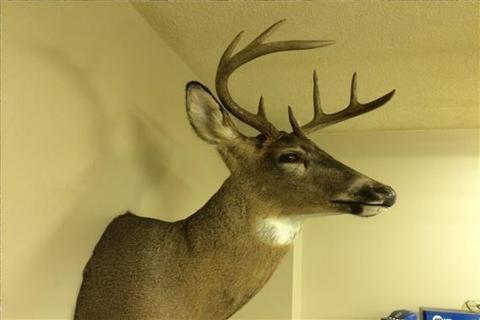 5203 E 2 Mile Rd, White Cloud, MI 49349 photo 10