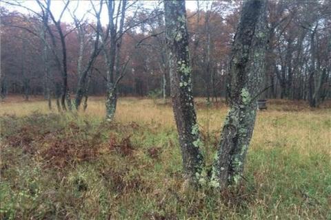 5203 E 2 Mile Rd, White Cloud, MI 49349 photo 7