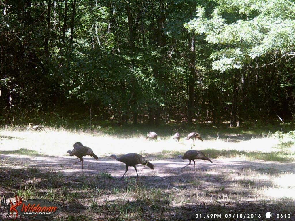 966 E Townline Rd, White Cloud, MI 49349 photo 70