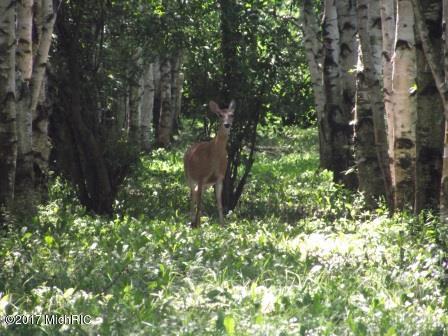 6087 E Hansen Rd, Custer, MI 49405 photo 22