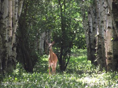6087 E Hansen Rd, Custer, MI 49405 photo 23