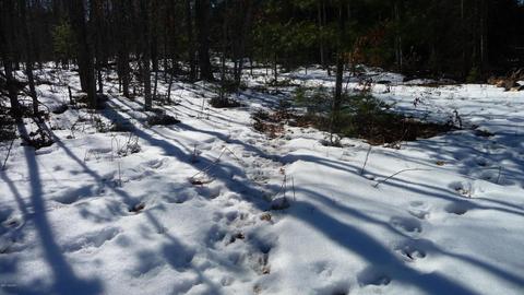 4475 Pierce Rd, Harrison, MI 48625 photo 4
