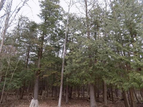 4839 Outer Dr, Grawn, MI 49637 photo 33