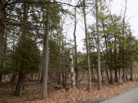 4839 Outer Dr, Grawn, MI 49637 photo 47