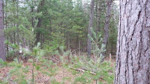 210 W Elder Rd, Harrison, MI 48625 photo 38