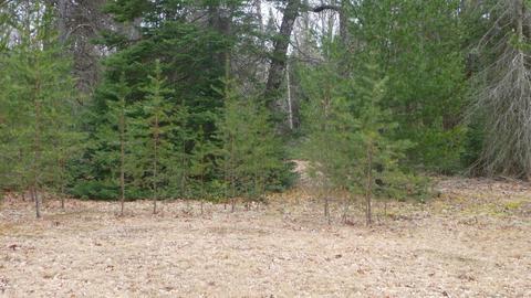 210 W Elder Rd, Harrison, MI 48625 photo 17