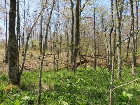 286 S Mcclelland Ave, White Cloud, MI 49349 photo 8