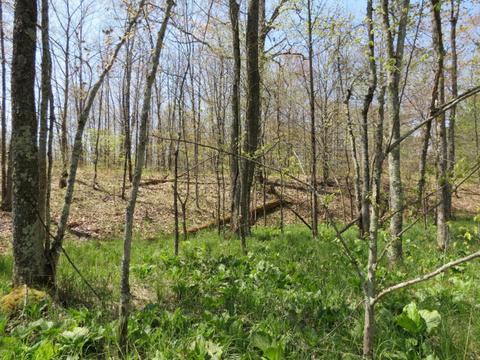 286 S Mcclelland Ave, White Cloud, MI 49349 photo 3