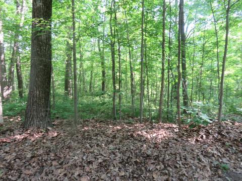 2634 N Wisner, White Cloud, MI 49349 photo 3