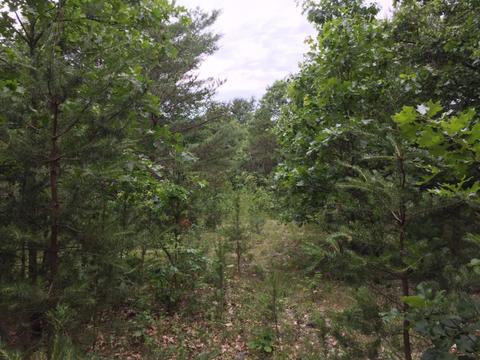 1559 S Locust Ave, White Cloud, MI 49349 photo 2