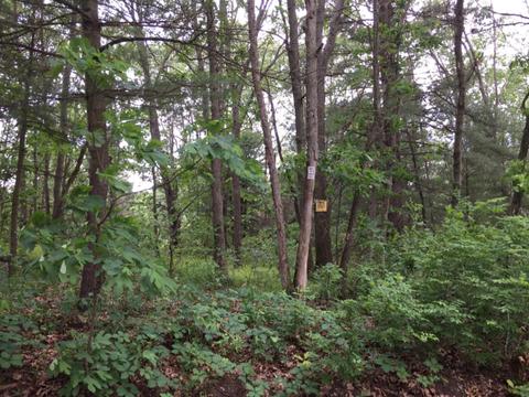 1559 S Locust Ave, White Cloud, MI 49349 photo 3