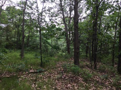 1559 S Locust Ave, White Cloud, MI 49349 photo 4