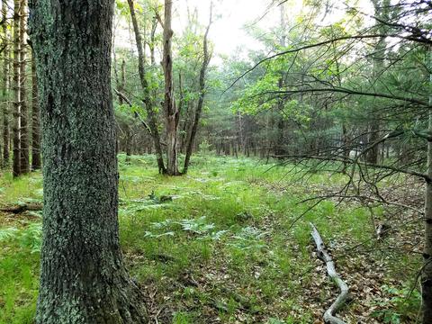 3382 S Walnut Ave, White Cloud, MI 49349 photo 8