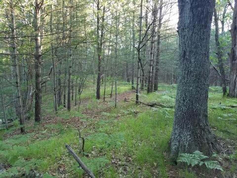 3382 S Walnut Ave, White Cloud, MI 49349 photo 7