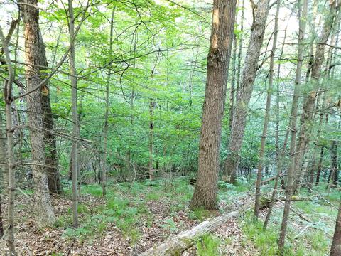 3382 S Walnut Ave, White Cloud, MI 49349 photo 6