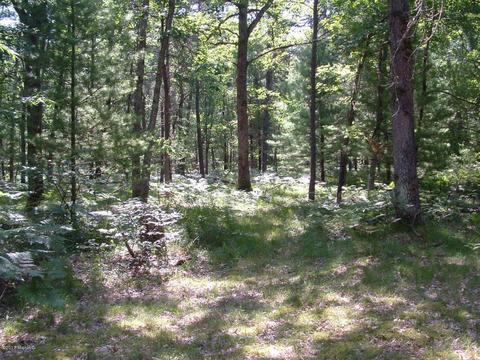 7290 James Rd, Irons, MI 49644 photo 20