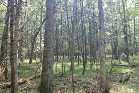 1309 E 82nd, Newaygo, MI 49337 photo 4