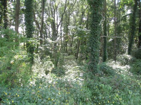 24263 Flach Rd, Mendon, MI 49072 photo 3