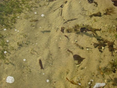 58532 E Clear Lake Rd, Three Rivers, MI 49093 photo 3