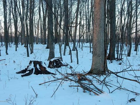 1561 James Rd, Lyons, MI 48851 photo 44