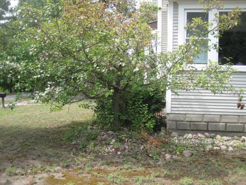 550 Merrick St, Belding, MI 48809 photo 8