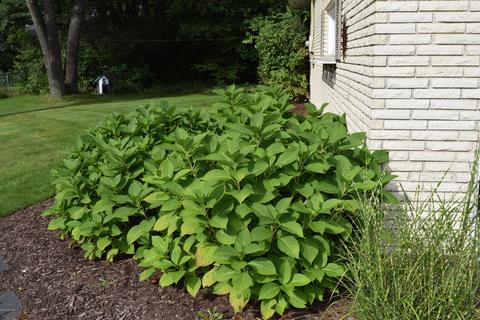 75 S Webster St, White Cloud, MI 49349 photo 5