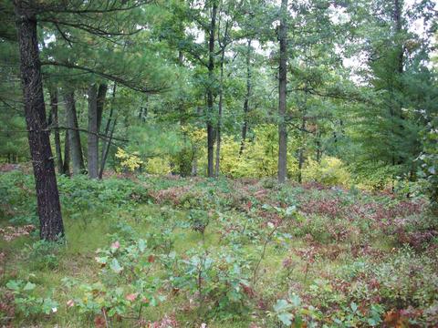 4365 E 48th St, Chase, MI 49623 photo 19