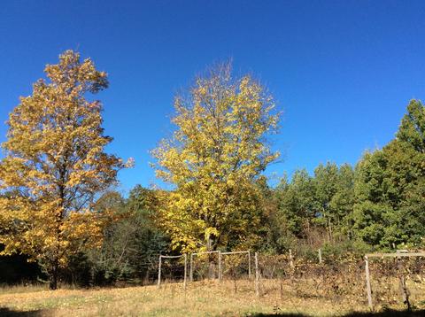 12412 Griffith Rd, Brethren, MI 49619 photo 56