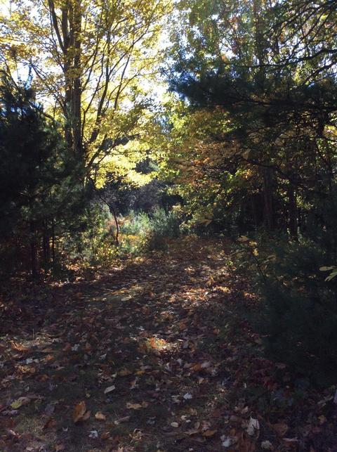 12412 Griffith Rd, Brethren, MI 49619 photo 62